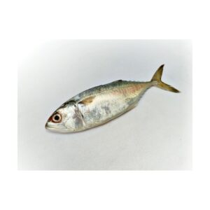 Indische Makrele Ganz